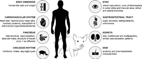 are pigs genetically similar to humans